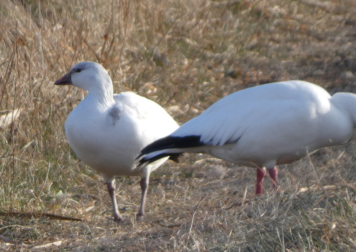 Ross's Goose - ML646662691