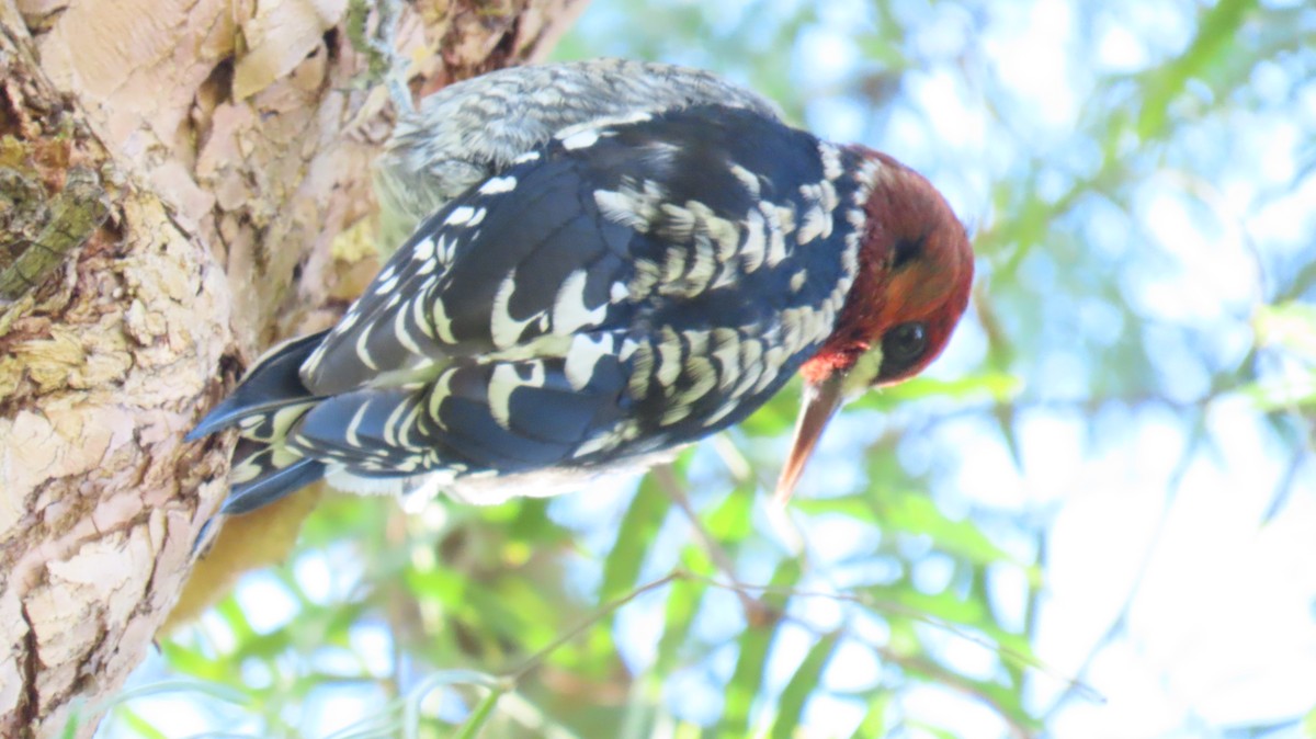 Pic à poitrine rouge - ML646662692