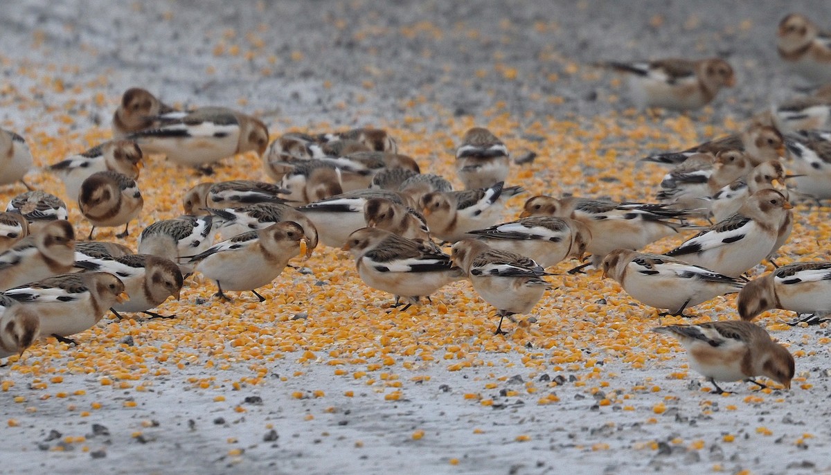 Snow Bunting - ML646662698
