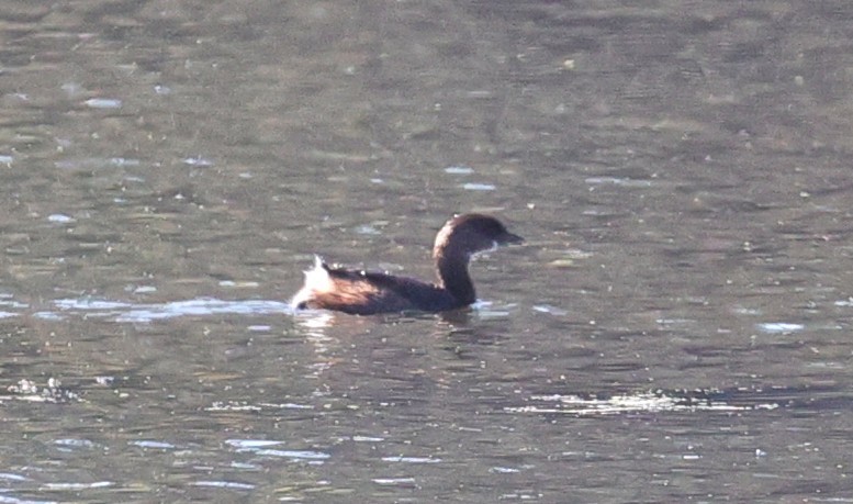 Pied-billed Grebe - ML646662700