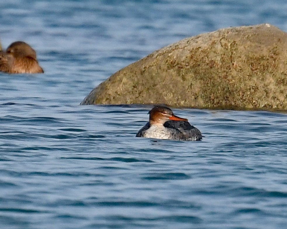 Smergo minore - ML646662701