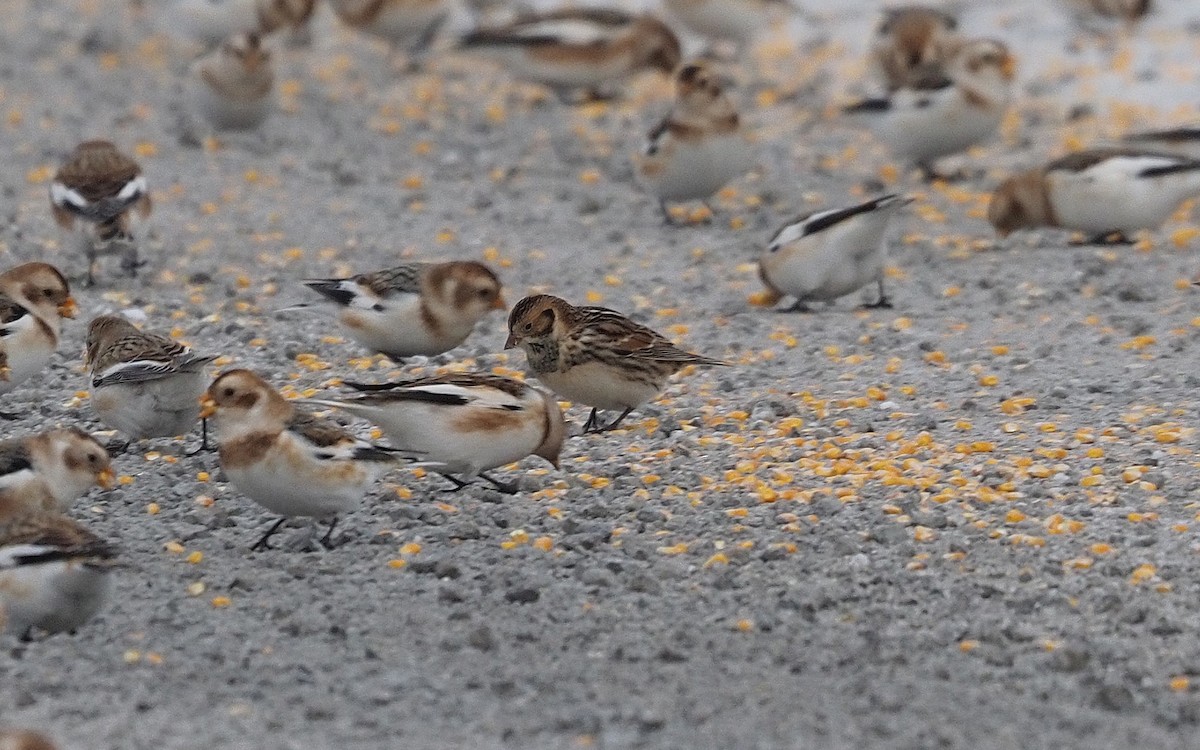 Lapland Longspur - ML646662702