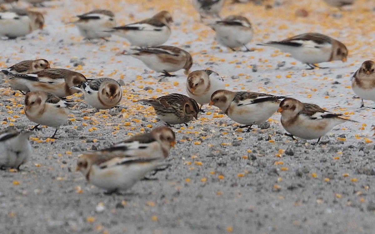 Lapland Longspur - ML646662703