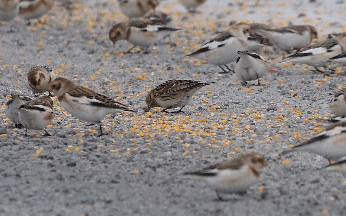 Lapland Longspur - ML646662704
