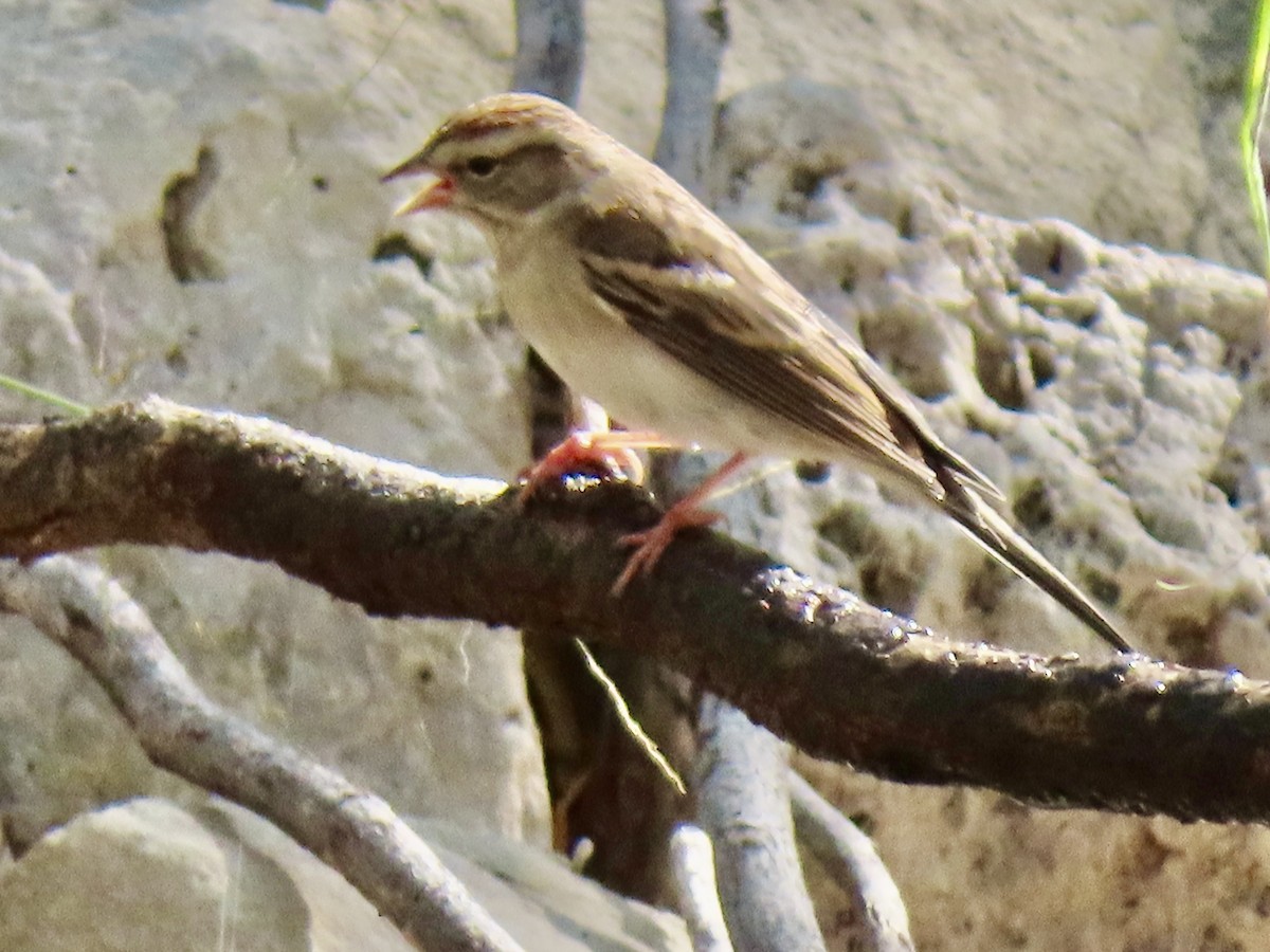 Chipping Sparrow - ML646662708