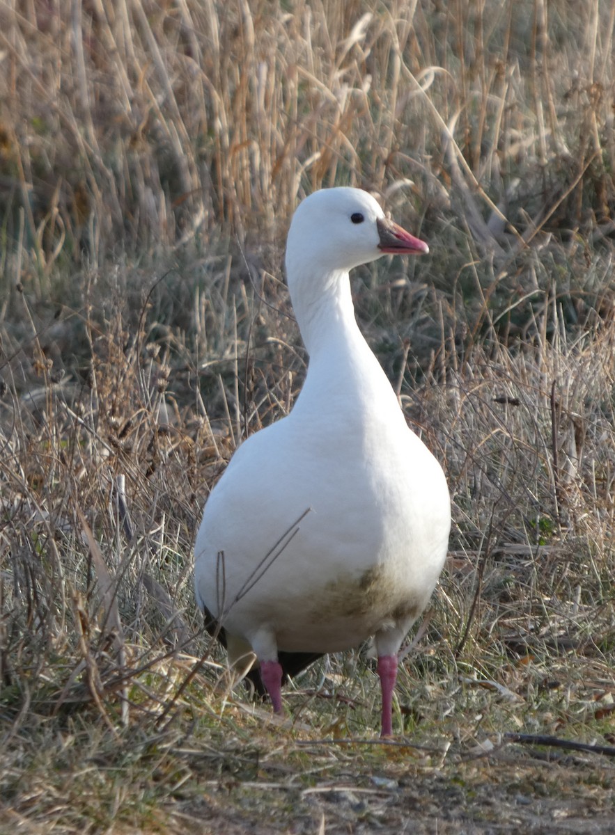 Ross's Goose - ML646662710