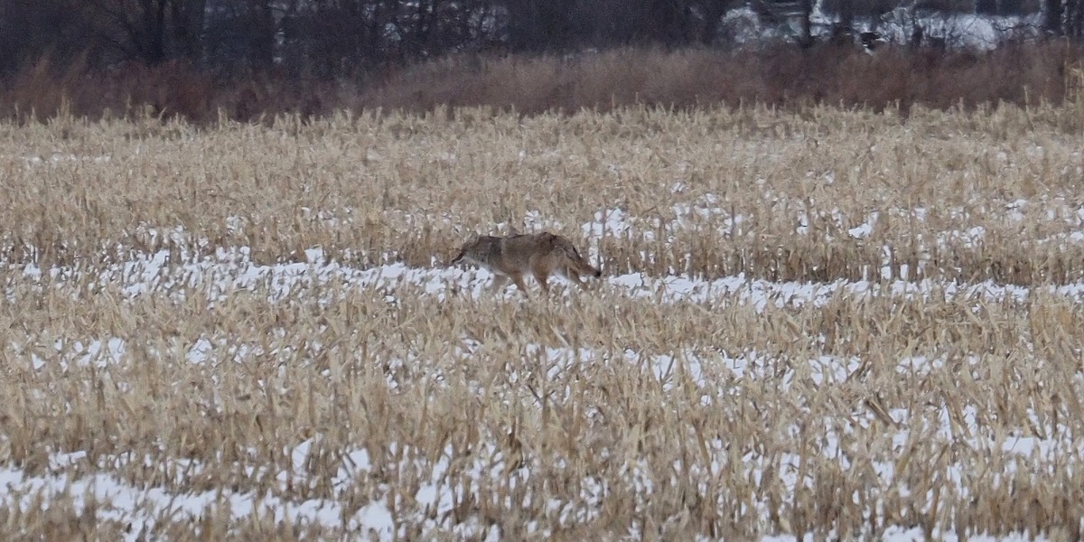 Coyote - ML646662713