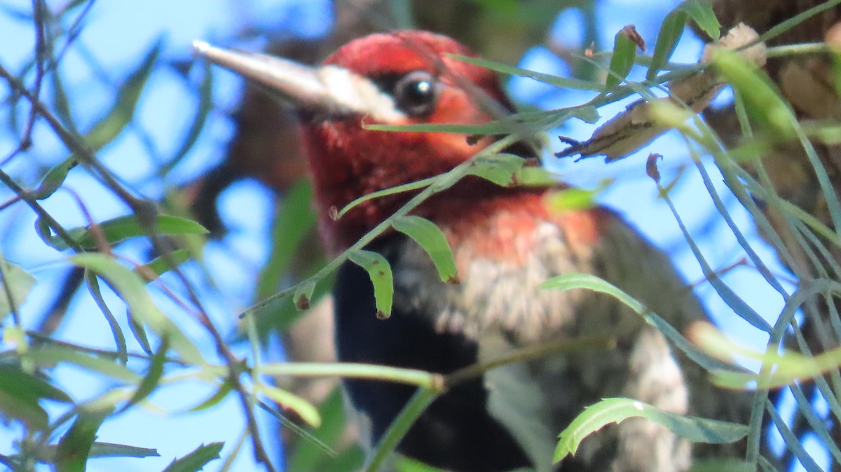 Pic à poitrine rouge - ML646662717