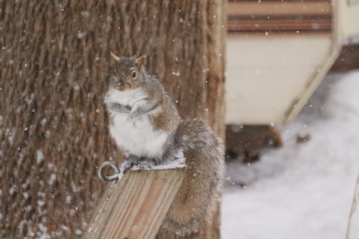 Eastern Gray Squirrel - ML646662722