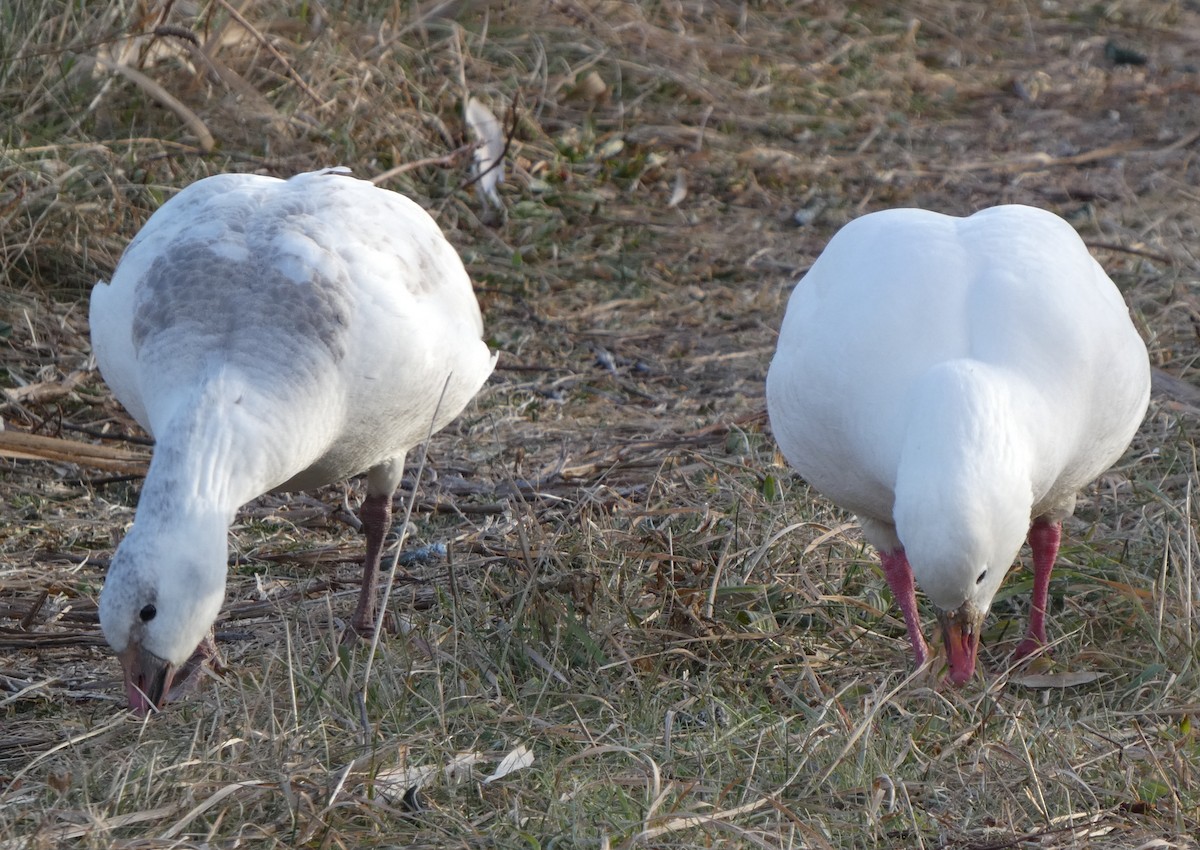 Ross's Goose - ML646662723