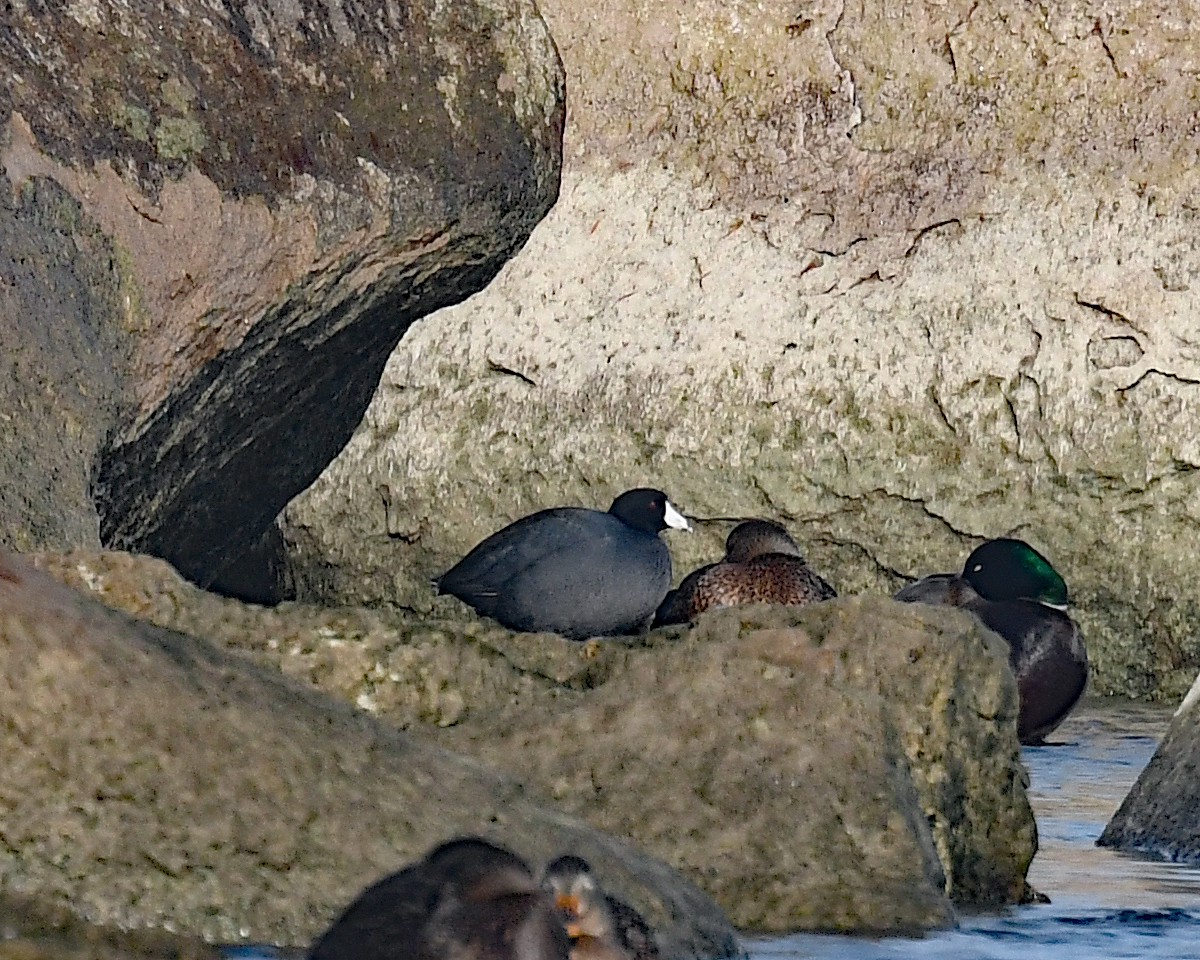 American Coot - ML646662724