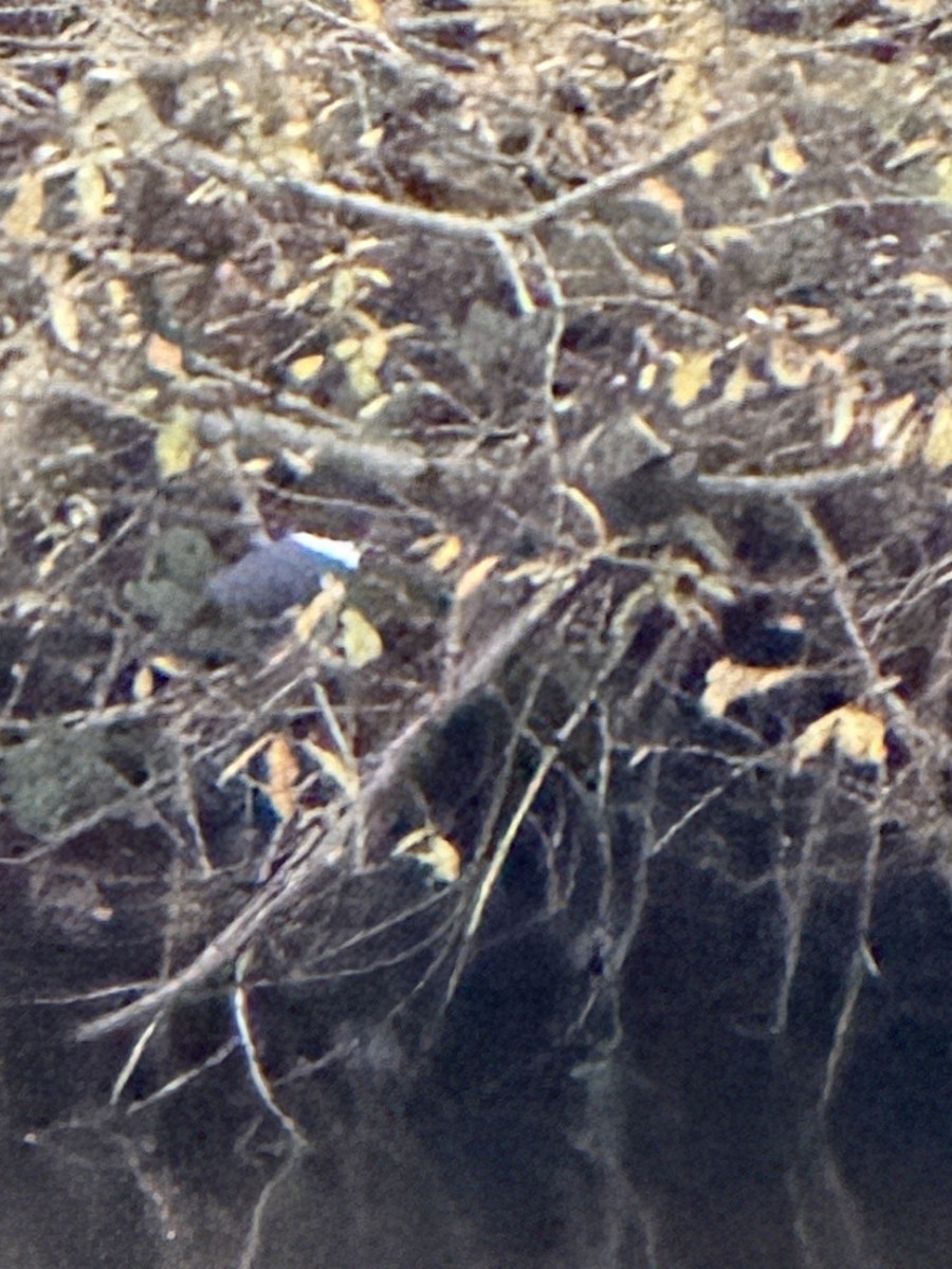 Belted Kingfisher - ML646662725