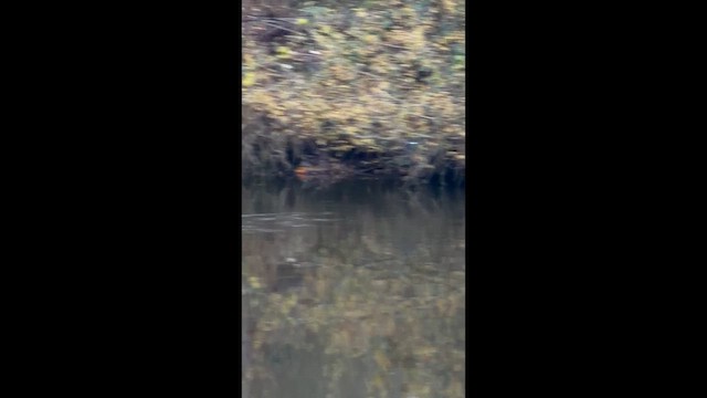 Belted Kingfisher - ML646662726