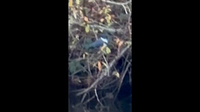 Belted Kingfisher - ML646662727