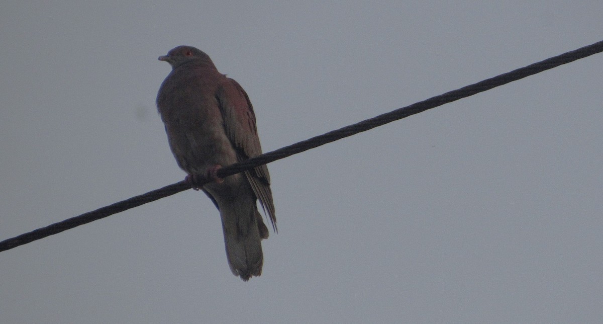 Pale-vented Pigeon - ML646662728