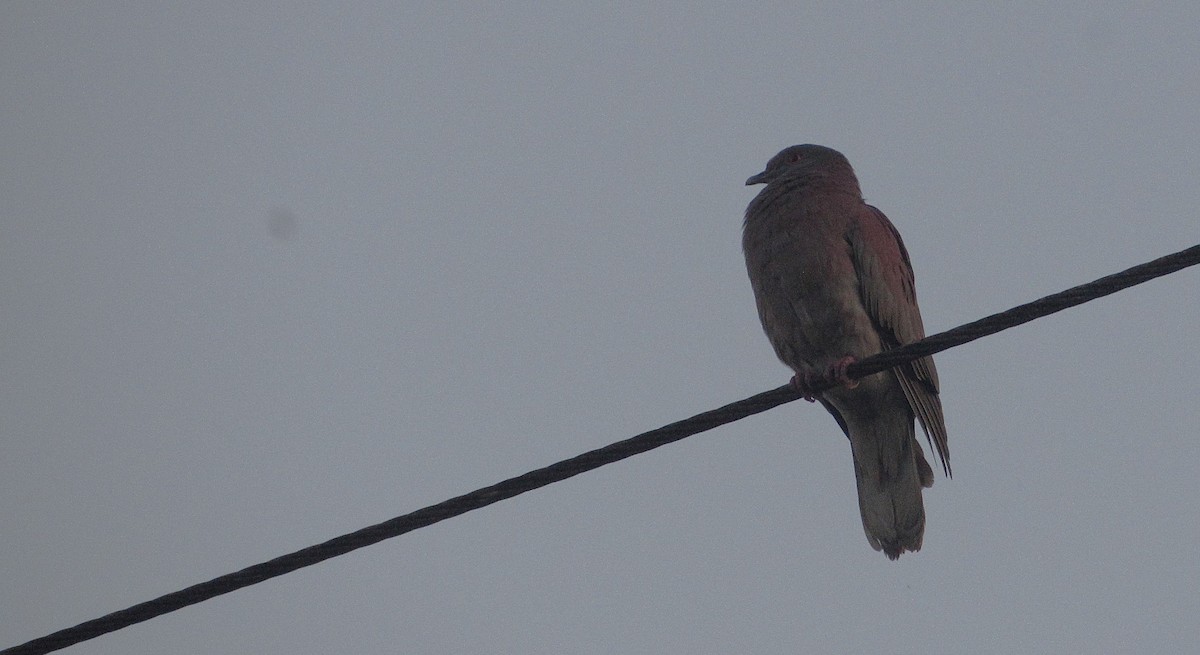 Pale-vented Pigeon - ML646662729