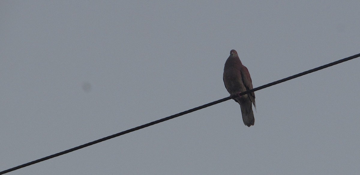 Pale-vented Pigeon - ML646662730