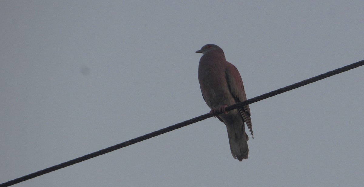 Pale-vented Pigeon - ML646662731