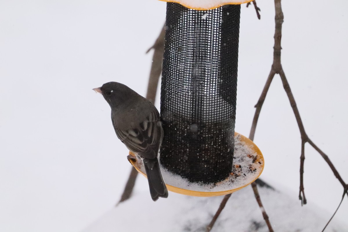 Dark-eyed Junco (Slate-colored) - ML646662732