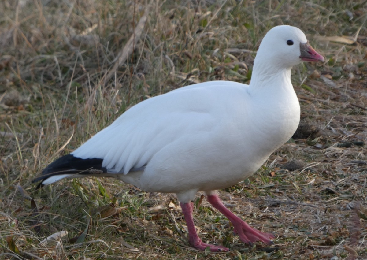 Ross's Goose - ML646662734