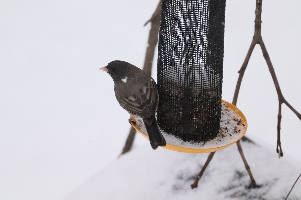 Dark-eyed Junco (Slate-colored) - ML646662735