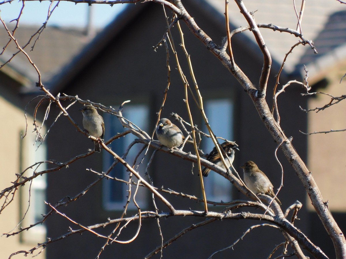 House Sparrow - ML646662736
