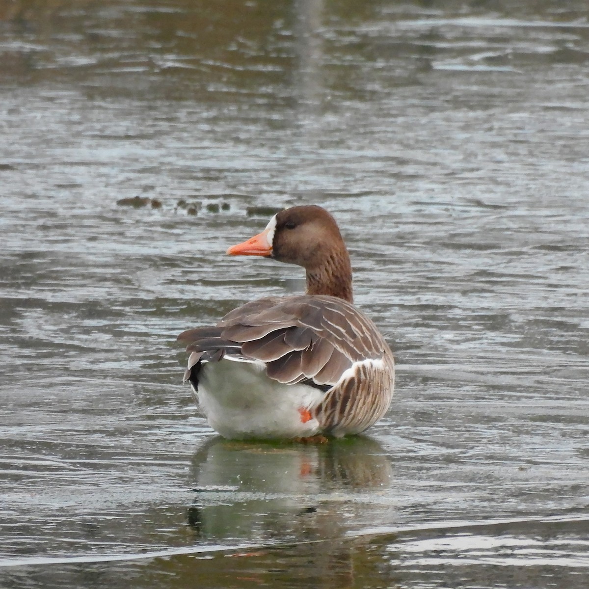 Oie rieuse - ML646662739