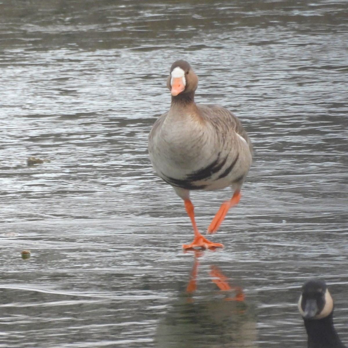 Oie rieuse - ML646662740