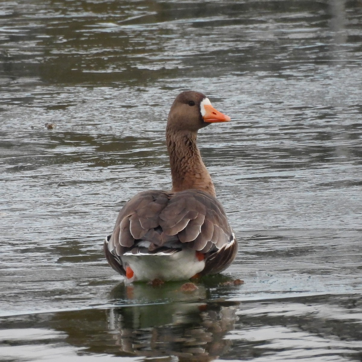 Oie rieuse - ML646662741