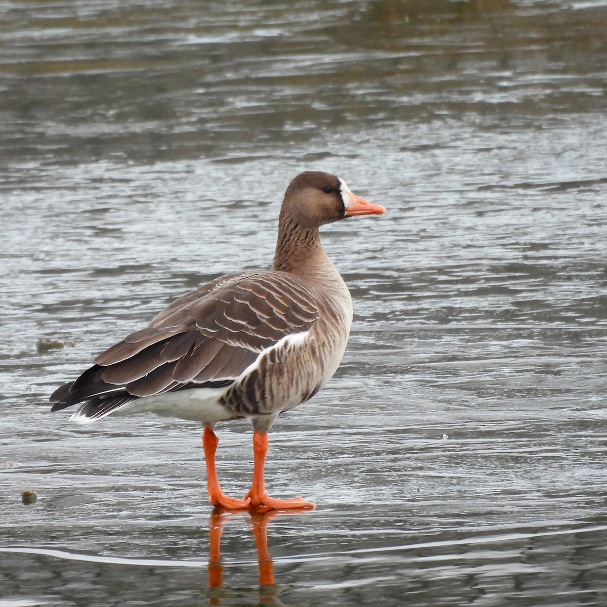 Oie rieuse - ML646662742