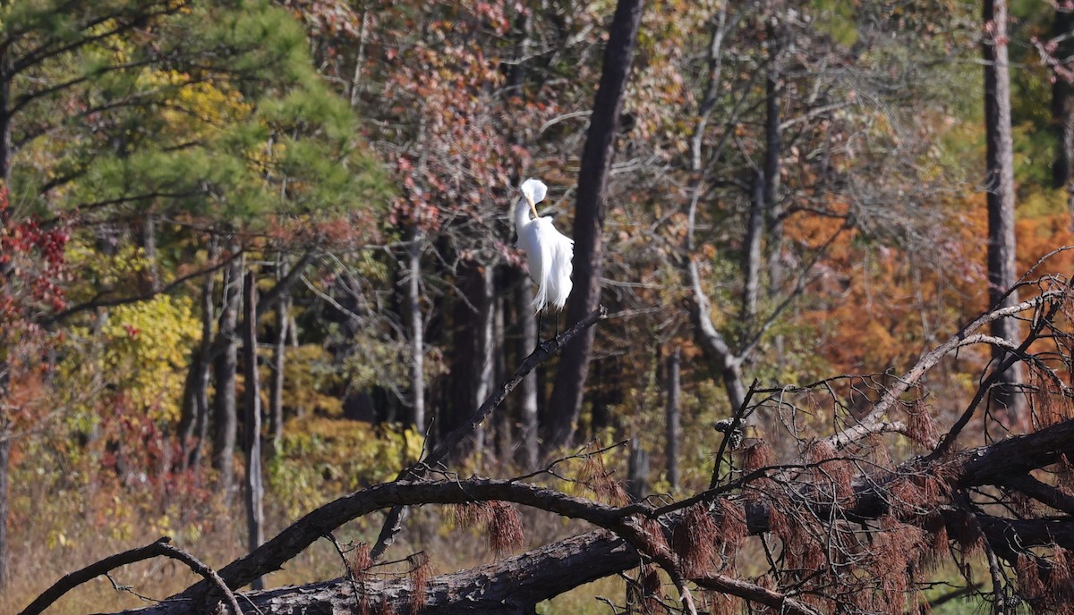Great Egret - ML646662746