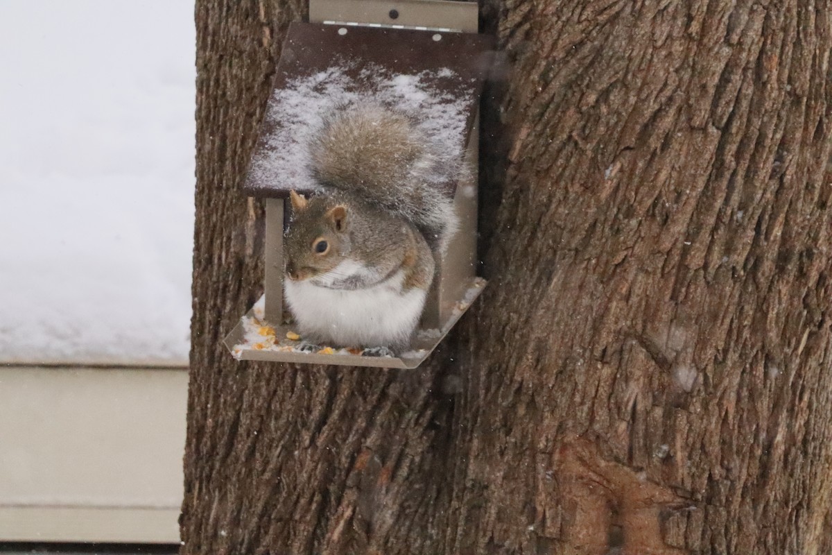 Eastern Gray Squirrel - ML646662748