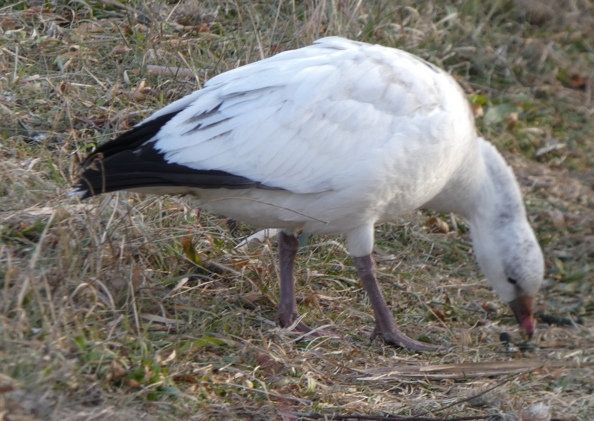Ross's Goose - ML646662749