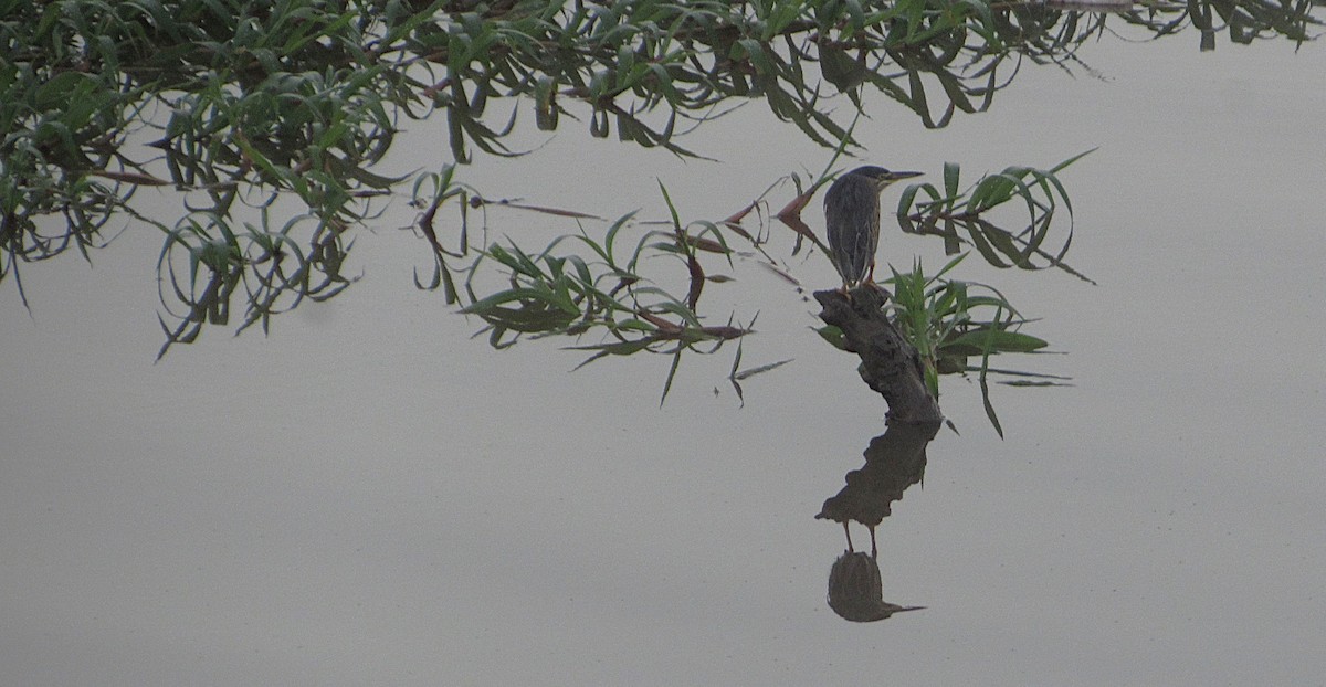 Striated Heron - ML646662752