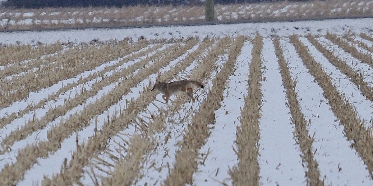 Coyote - ML646662753