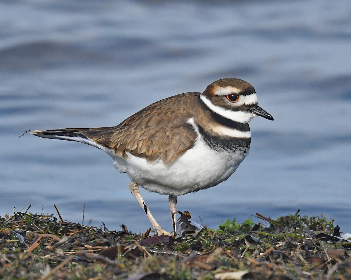 Killdeer - ML646662755