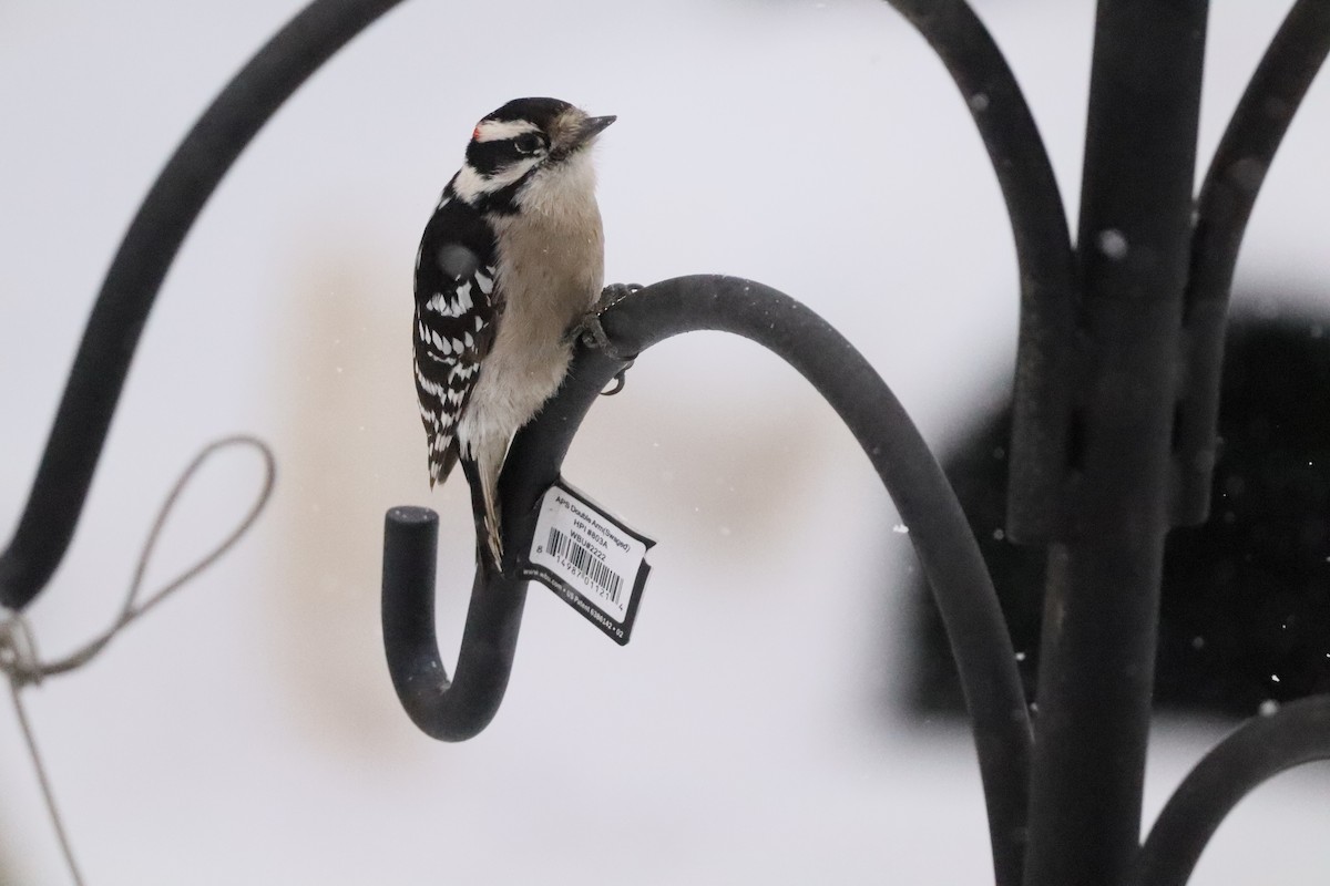 Downy Woodpecker (Eastern) - ML646662757