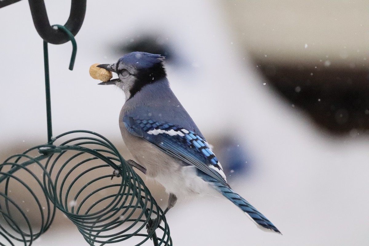 Blue Jay - ML646662758