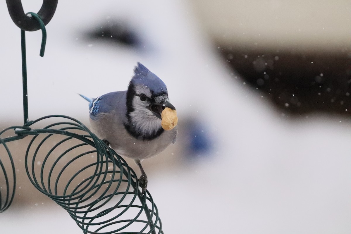 Blue Jay - ML646662763