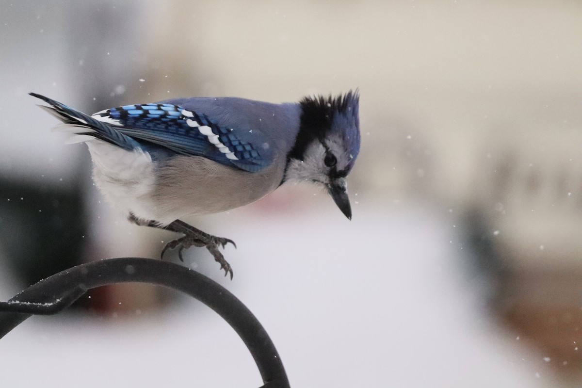 Blue Jay - ML646662764