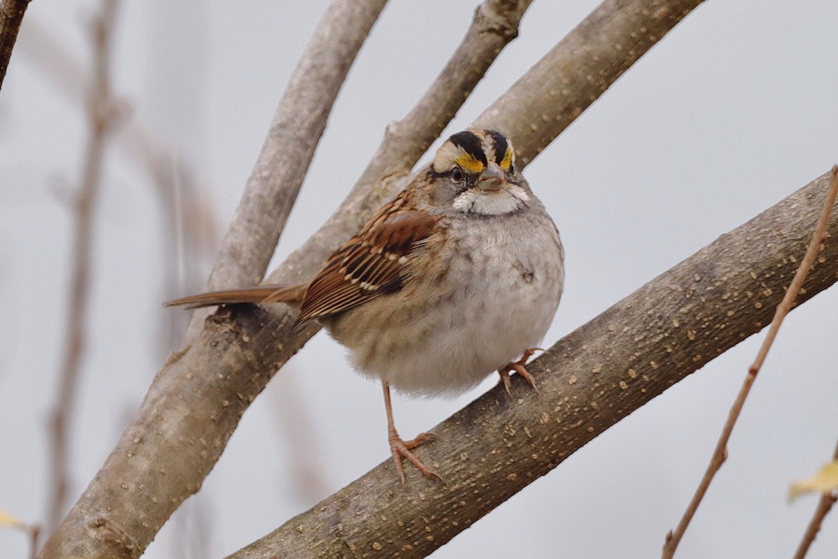 White-throated Sparrow - ML646662765