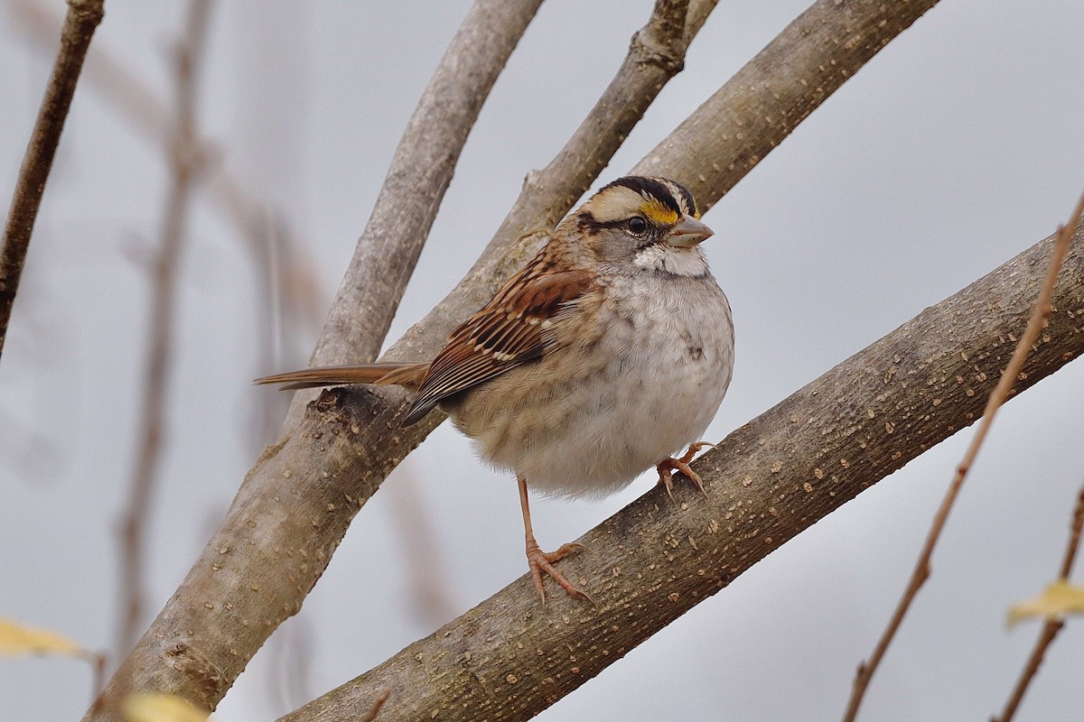 White-throated Sparrow - ML646662766