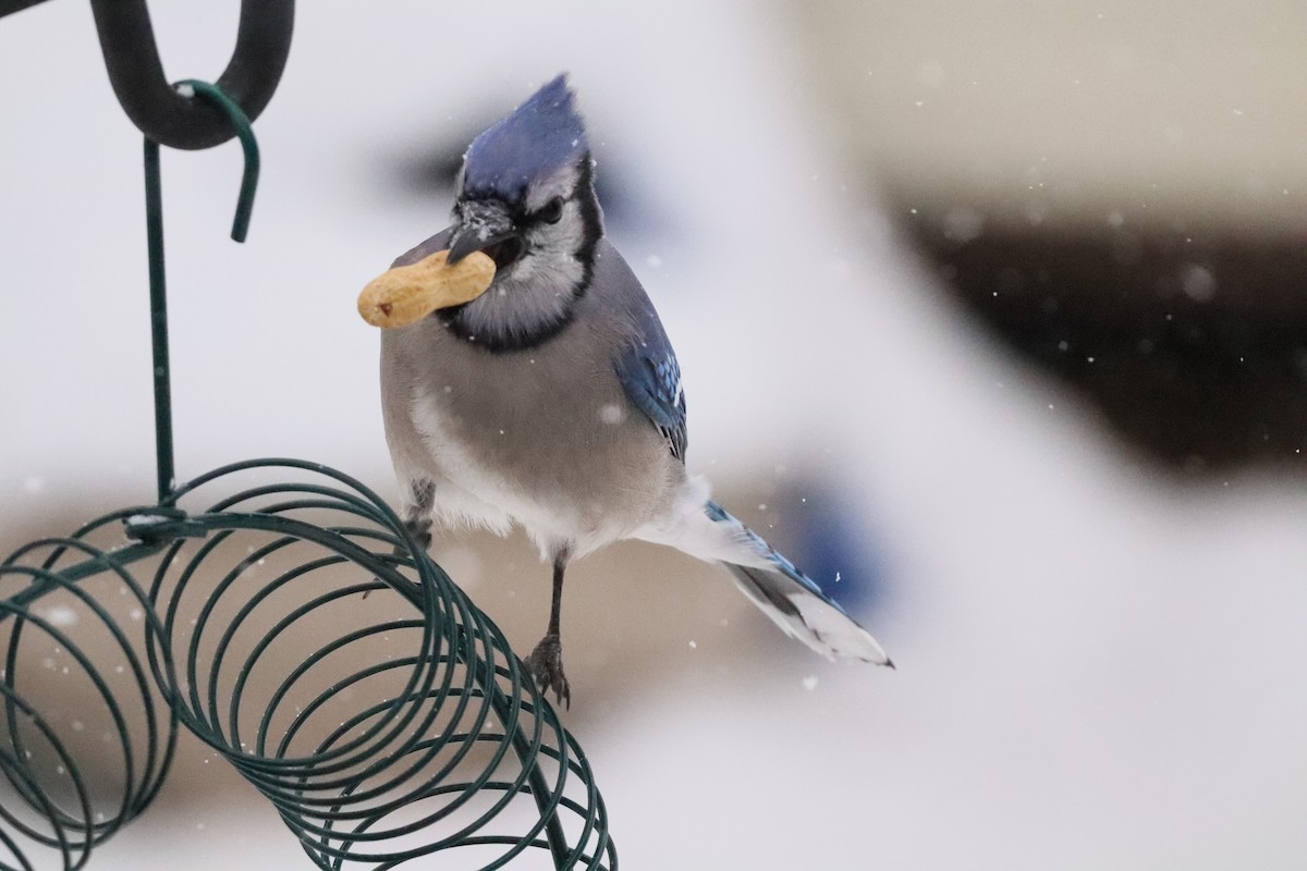 Blue Jay - ML646662768
