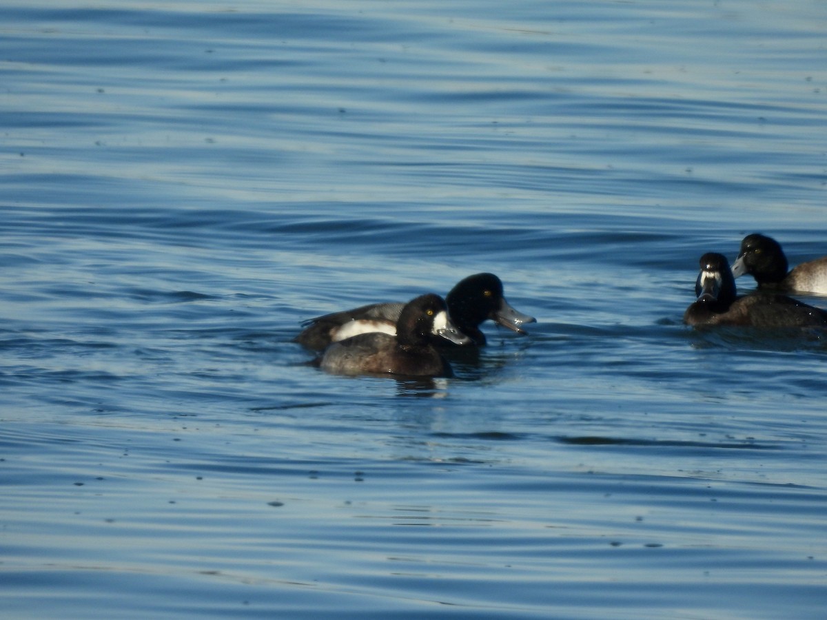 Greater Scaup - ML646662769