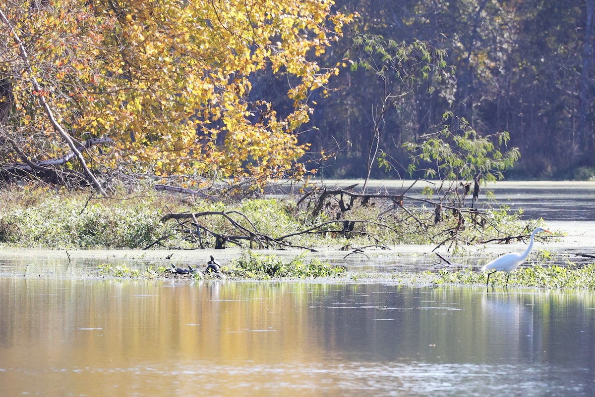 Great Egret - ML646662772