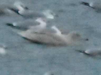 Glaucous Gull - ML646662773