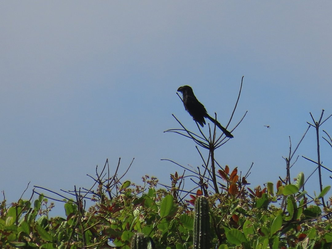Smooth-billed Ani - ML646662777