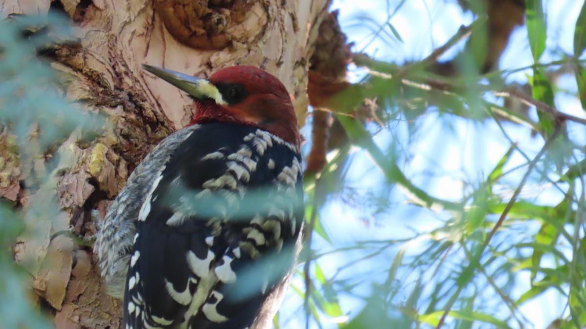 Pic à poitrine rouge - ML646662778