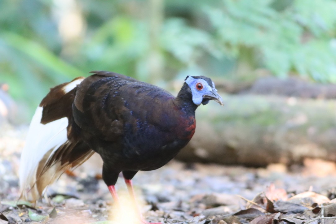 Bulwer's Pheasant - ML646662779