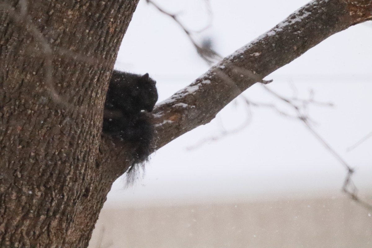 Eastern Gray Squirrel - ML646662780